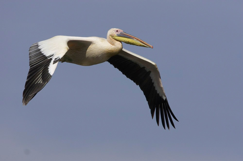 African%20white%20pelican%20RAW%20005151